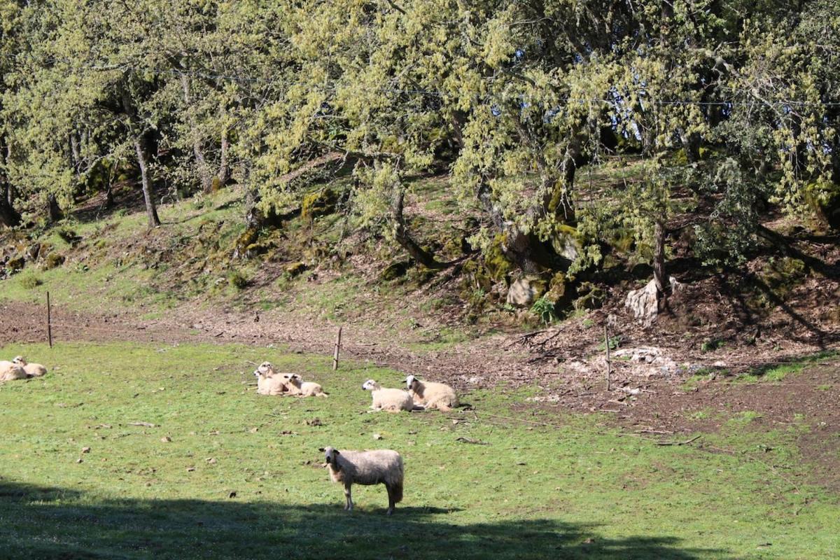 Quinta Da Devesa B1 Apartman Vinhais Kültér fotó